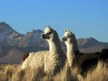 South America South America